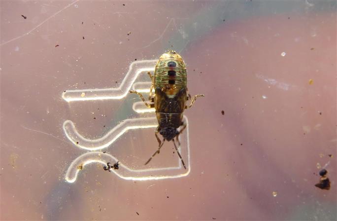 Lygaeidae:  ninfa di Heterogaster urticae